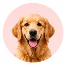 Uśmiechnięty golden retriever